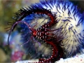Sea Urchin