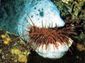 Sea Urchin