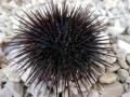 Sea Urchin