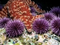 Sea Urchin