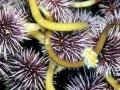 Sea Urchin