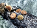 Sea Urchin