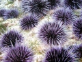 Sea Urchin
