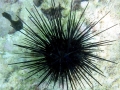 Sea Urchin