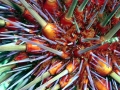 Sea Urchin