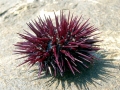 Sea Urchin