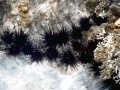 Sea Urchin