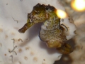Seahorse