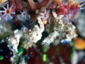 Seahorse
