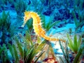 Seahorse