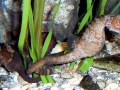 Seahorse