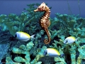 Seahorse