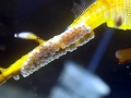 Seahorse