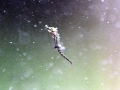 Seahorse