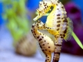 Seahorse