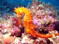 Seahorse