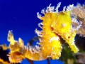 Seahorse