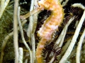 Seahorse