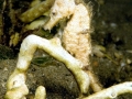 Seahorse