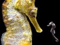 Seahorse