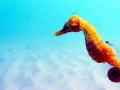Seahorse