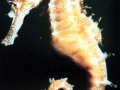Seahorse