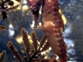 Seahorse