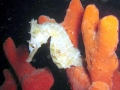 Seahorse