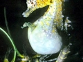 Seahorse