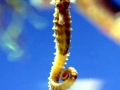 Seahorse