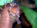 Seahorse