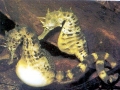 Seahorse