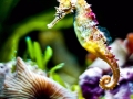 Seahorse