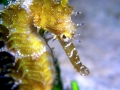 Seahorse