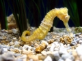 Seahorse