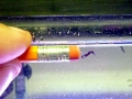 Seahorse