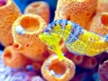 Seahorse