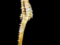 Seahorse