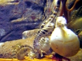Seahorse