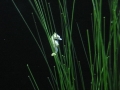 Seahorse