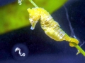 Seahorse