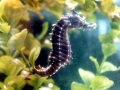 Seahorse