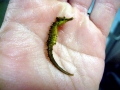 Seahorse