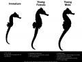 Seahorse