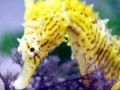 Seahorse