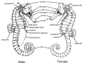 Seahorse