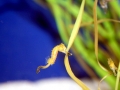 Seahorse