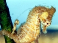 Seahorse