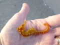 Seahorse
