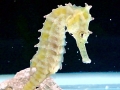 Seahorse